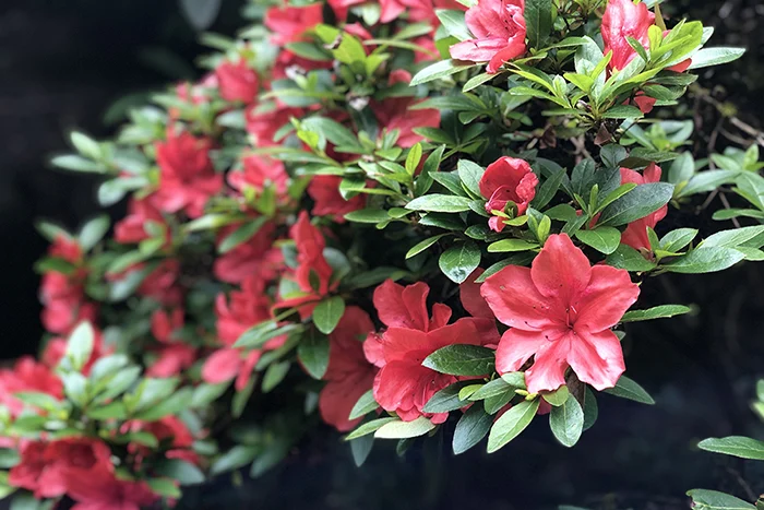 A Spring In Your Prep