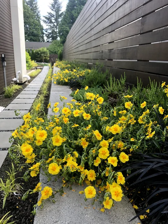 Landscape Design · Portfolio image 33