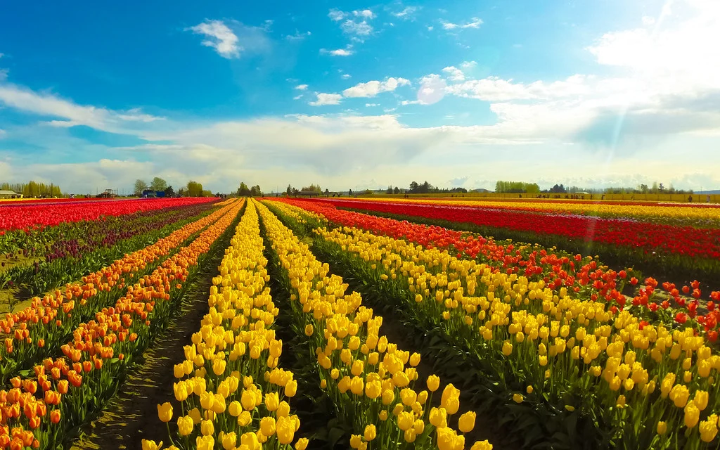 Time For Tulips: Step Into Spring With Our Top 5 Favorites