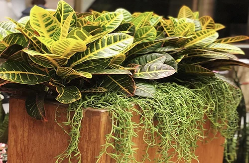 February Means Flowers… And A Festive Future